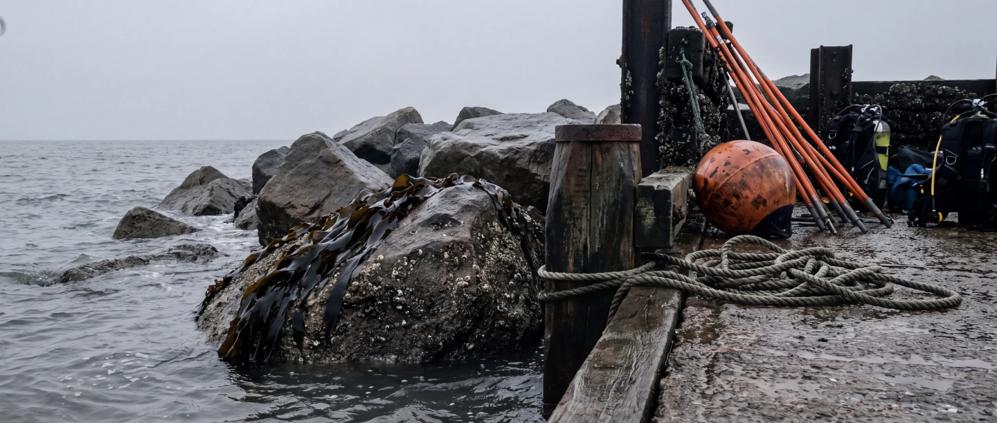 Rock armour and a timber groyne end at low water